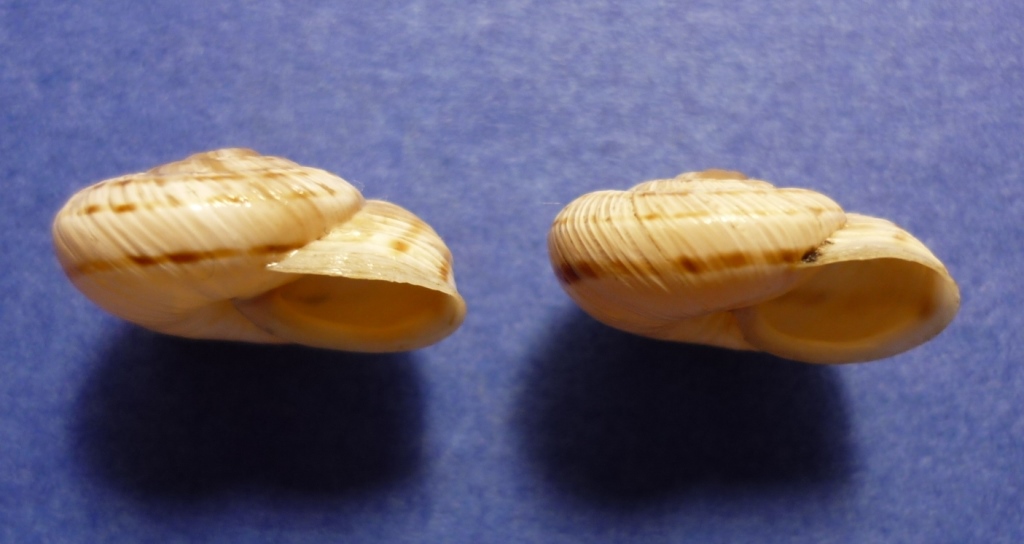 Marmorana signata strigata?